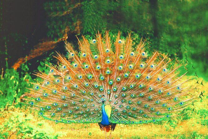 Yala National Park Safari from Ahungalla - Exploring the Itinerary in Detail