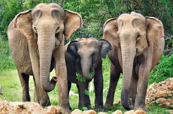 Yala National Park Safari from Ahungalla - FAQ