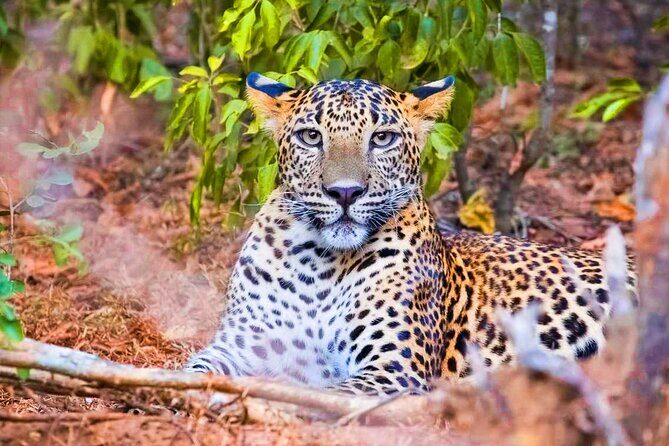 Yala National Park Safari from Ahungalla - Yala National Park Safari from Ahungalla: An Authentic Wildlife Adventure