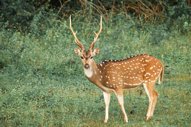 Yala National Park Safari from Ahungalla - Final Thoughts