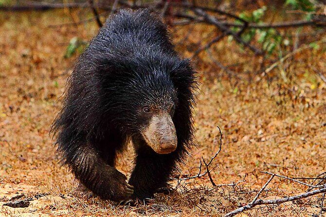 Yala National Park Safari from Ahungalla - FAQ