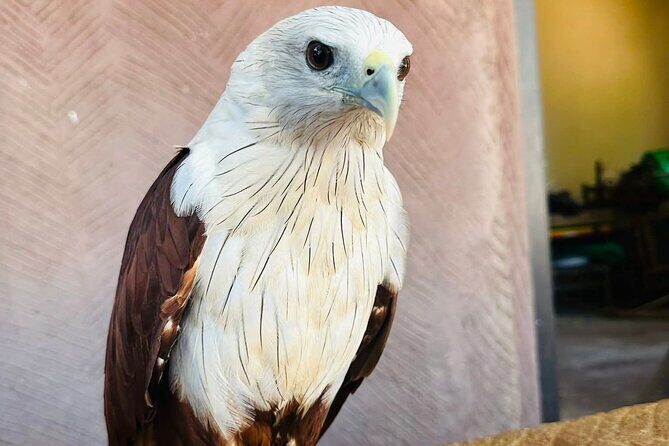 Yala National Park Safari from Ahungalla,Kosgoda,Bentota - Frequently Asked Questions