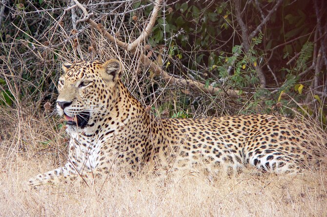 Yala National Park Safari From Bentota - Good To Know