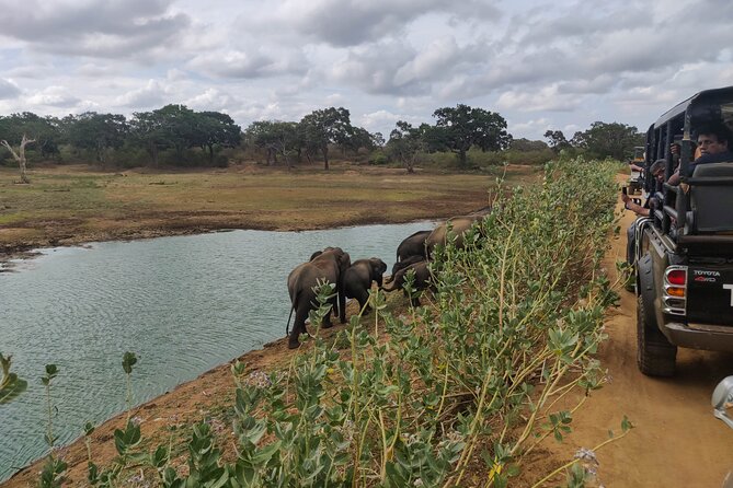 Yala National Park Safari From Bentota - Meeting and Pickup