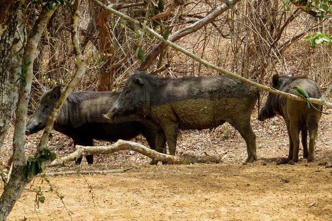 Yala National Park Safari From Bentota - Cancellation Policy