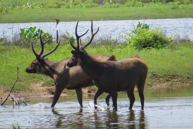 Yala National Park Safari From Bentota - Price