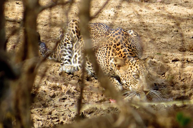 Yala National Park Safari From Bentota - Reservation