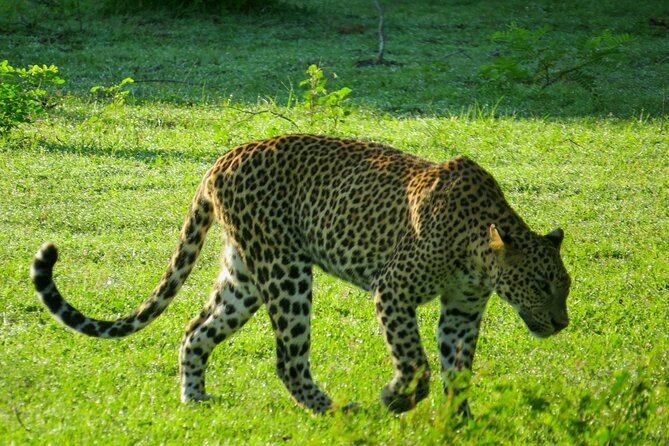 Yala National Park Safari From Bentota - General Information