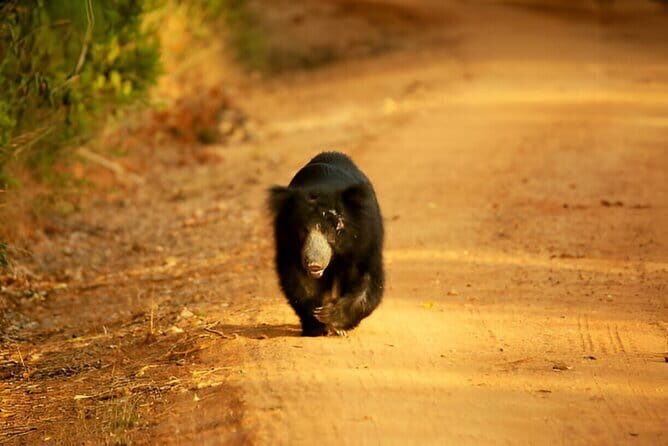 Yala National Park Safari from Ella - Authentic Insights from Past Travelers