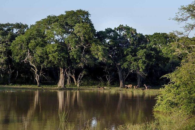 Yala National Park Safari From Ella - Booking Information