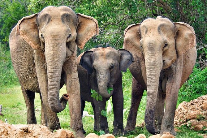 Yala National Park Safari From Ella - Customer Reviews