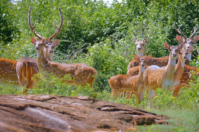 Yala National Park Safari From Ella - Meeting and Pickup Information