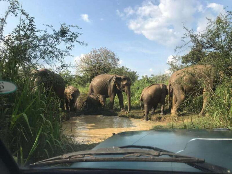Yala National Park Safari from Ella (+ Jeep) - Good To Know