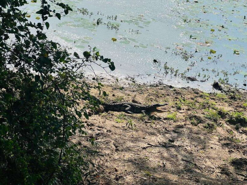 Yala National Park Safari from Ella (+ Jeep) - Why Choose This Tour?