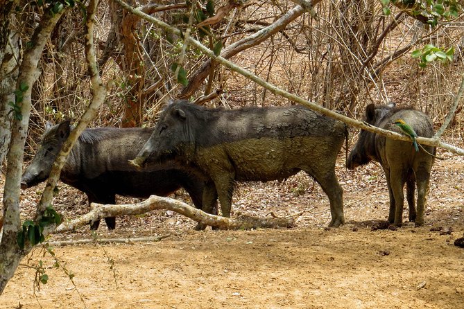 Yala National Park Safari From Galle - Good To Know