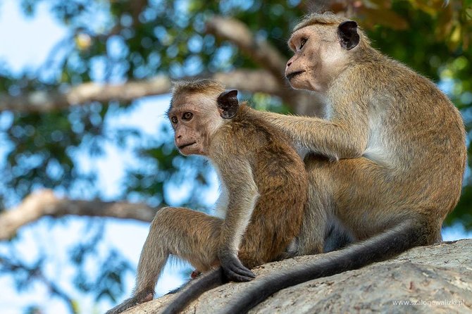 Yala National Park Safari From Galle - Exclusions