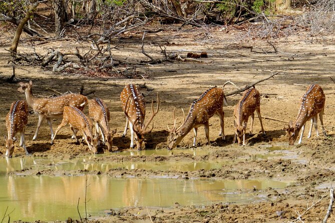 Yala National Park Safari From Galle - Reviews