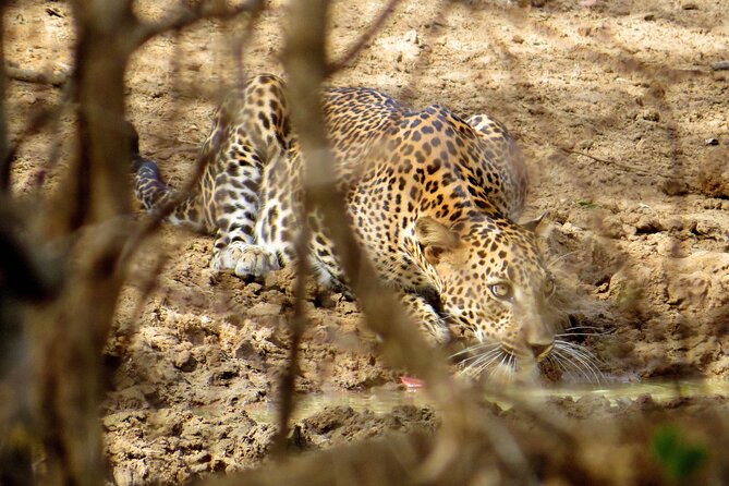 Yala National Park Safari From Galle - The Sum Up