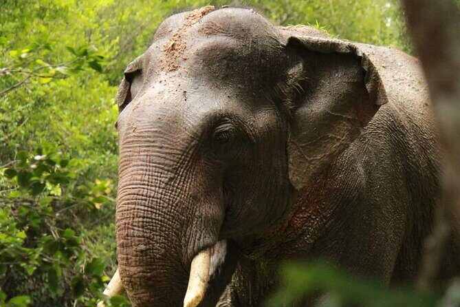 Yala National Park Safari from Hambantota Port - Itinerary Breakdown