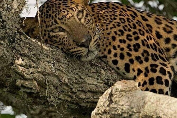 Yala National Park Safari from Hambantota Port - Transportation and Logistics