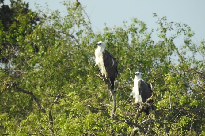 Yala National Park Safari from Hambantota Port - The Sum Up