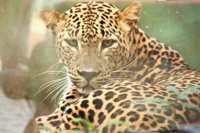 Yala National Park Safari from Hambantota Port - Good To Know: