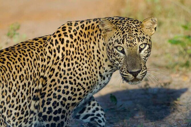 Yala National Park Safari from Hambantota Port - Who Is This Tour Best For?