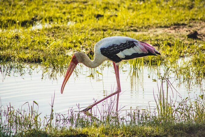 Yala National Park Safari from Hambantota Port - FAQs