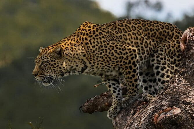 Yala National Park Safari from Hambantota port (Shore Excursion) - What Makes This Tour Stand Out?