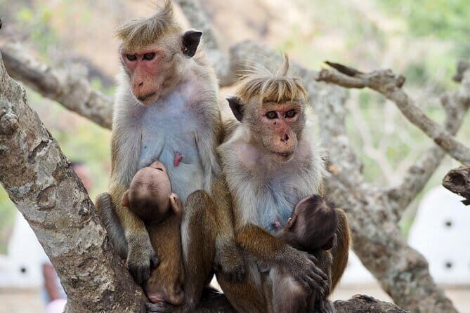 Yala National Park Safari from Hambantota port (Shore Excursion) - The Value of This Safari