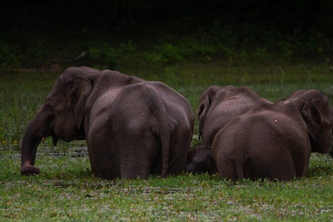 Yala National Park Safari from Hambantota port (Shore Excursion) - Final Thoughts