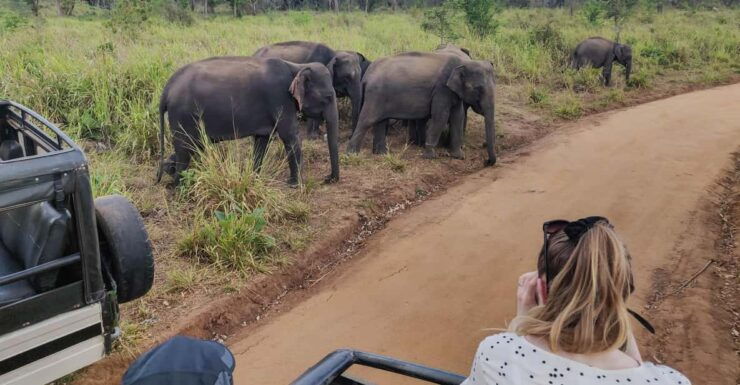 Yala National Park Safari From Hambantota Sea Port - Good To Know