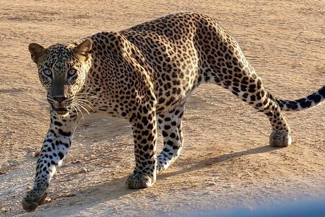 Yala National Park Safari from Hambantota Seaport - Final Thoughts