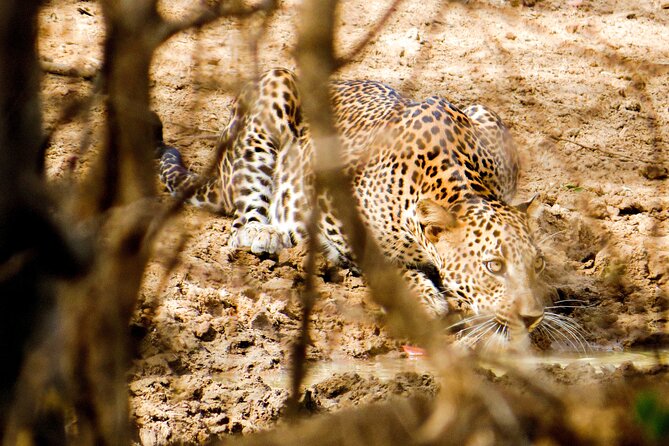 Yala National Park Safari From Hambantota Seaport - Additional Information