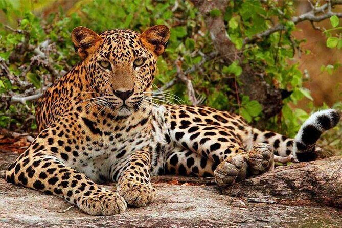 Yala National Park Safari from Hikkaduwa - What the Tour Includes and What It Doesn’t