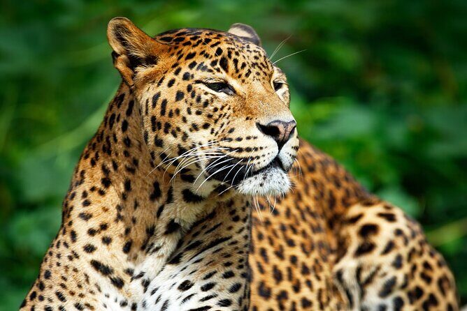 Yala National Park Safari from Hikkaduwa - Who Should Consider This Tour?