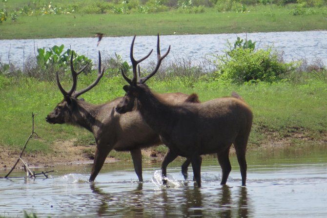 Yala National Park Safari From Mirissa - Tour Itinerary