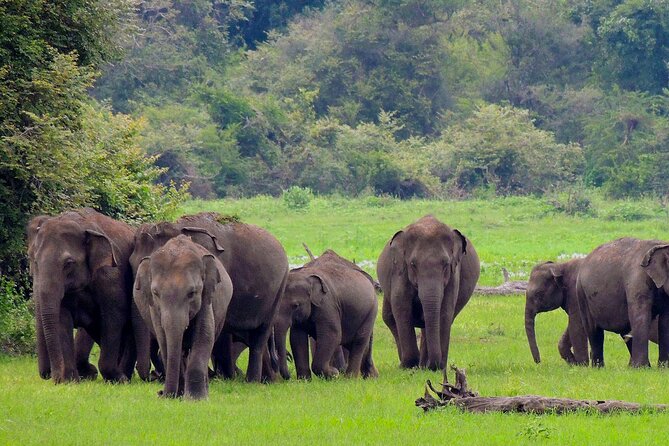 Yala National Park Safari From Mirissa - Pricing and Booking Information