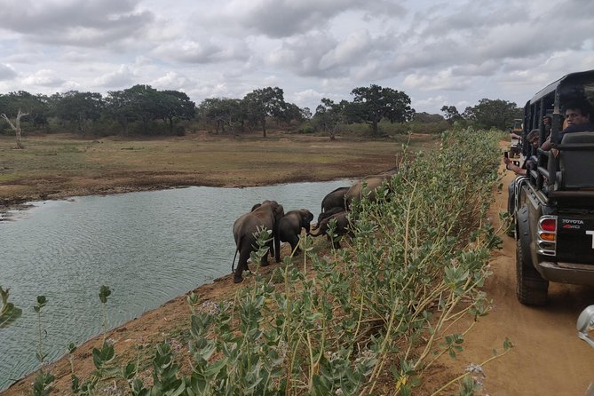 Yala National Park Safari From Mirissa - Customer Reviews