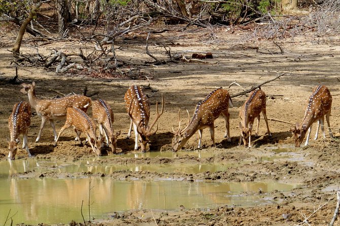 Yala National Park Safari From Mirissa - Frequently Asked Questions