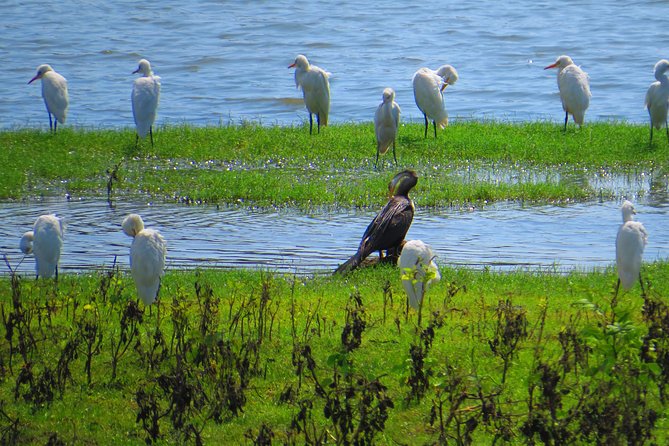 Yala National Park Safari From Mirissa - The Sum Up