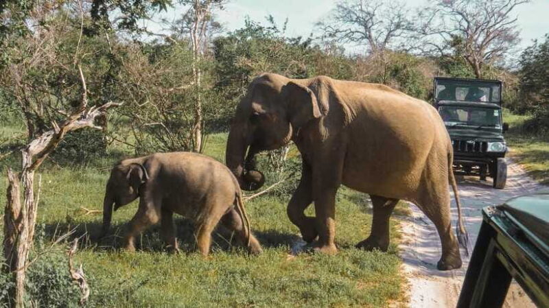 Yala National Park Safari from Tangalle - Who Should Consider This Tour?