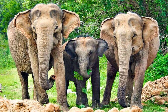 Yala National Park Safari from Udawalawe - Introduction