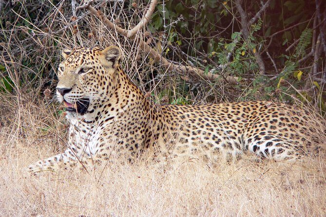 Yala National Park Safari from Udawalawe - FAQs