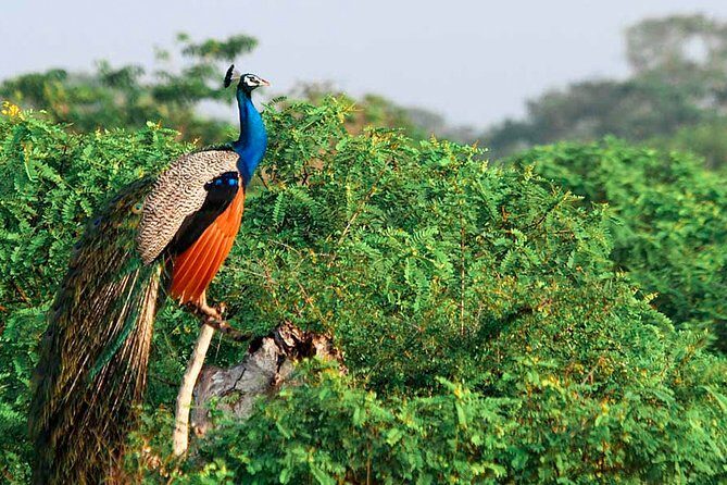 Yala National Park Safari from Udawalawe - Introduction to the Yala National Park Safari from Udawalawe