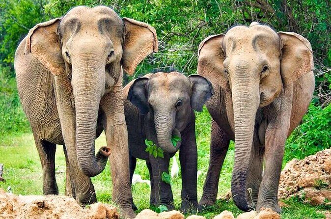 Yala National Park Safari from Udawalawe - What Reviewers Say