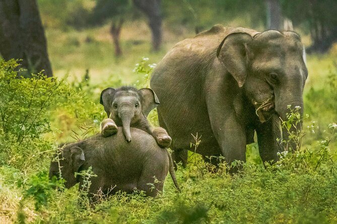 Yala National Park Safari From Weligama - Overview of the Safari Tour