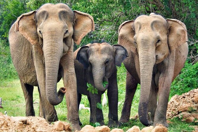 Yala National Park Safari From Weligama - Traveler Photos