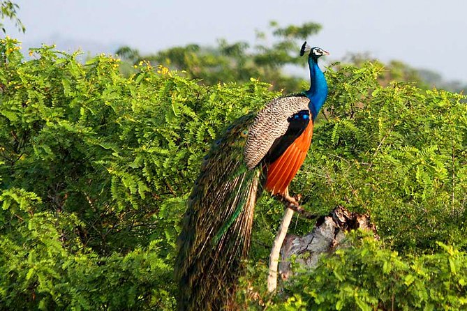 Yala National Park Safari From Weligama - Safari Highlights