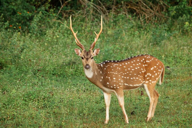 Yala National Park Safari From Weligama - Common Questions